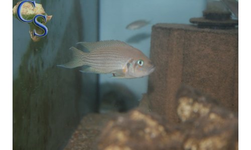 Neolamprologus pulcher red spot